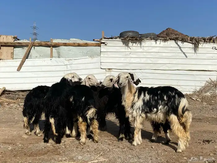 رخال مقاني نجد صنف جذعات 33