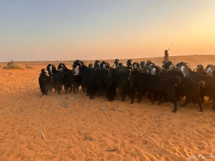 ماعز عارضي 3