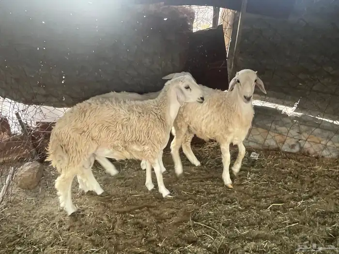 طليان و رخال 3