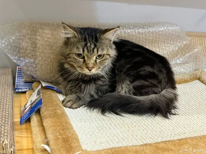 قط شيرازي للبيع مع دفتر التطعيمات. السعر قابل للتفاوض 1