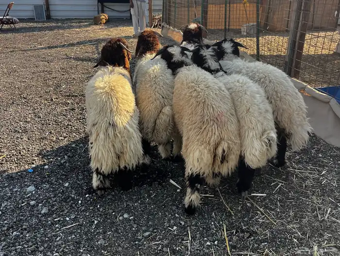 نعيم بلدي مع خدمة الذبح والتوصيل 2