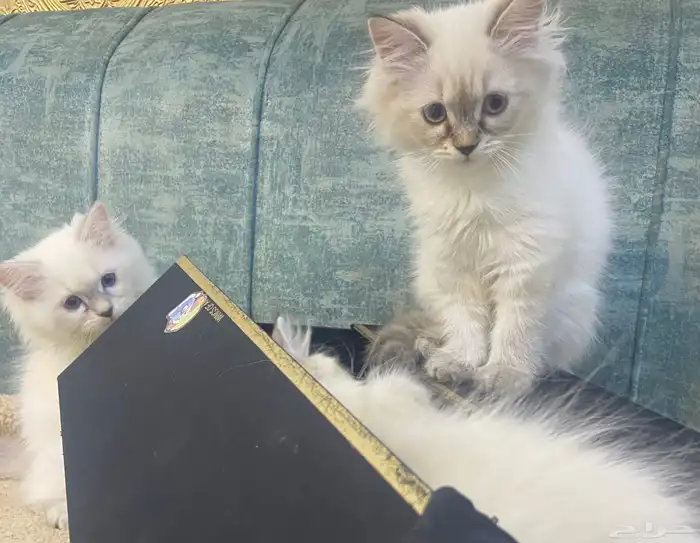 قطط كيتن للبيع المدينة المنورة 3