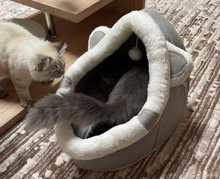 قطين ذكور - تم تبنيهم 4