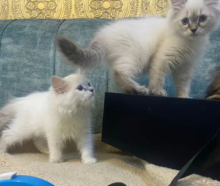 قطط كيتن للبيع المدينة المنورة 5