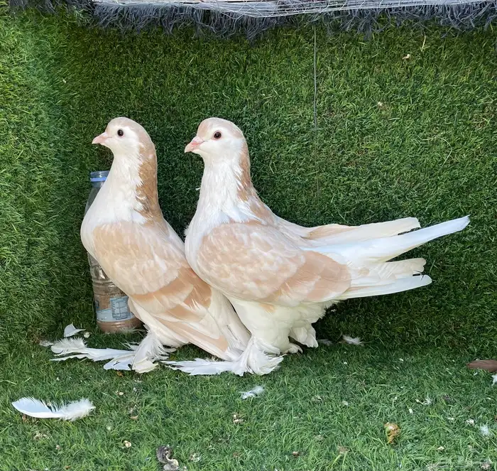 زوج حمام شيرازي 1