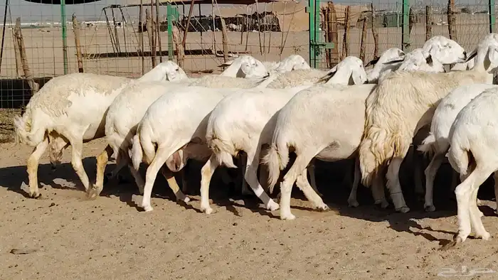 غنم حريه صنف جروم دفيع مفاصيل 30 رأس للبيع 15