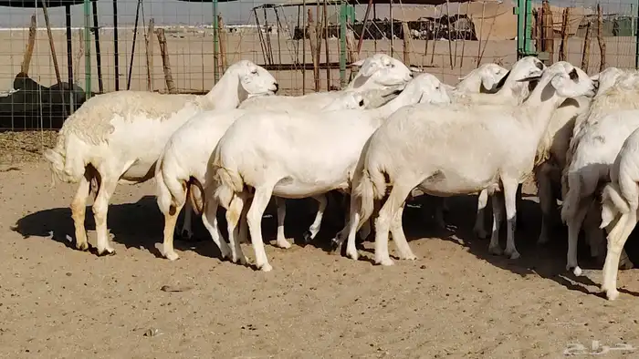 غنم حريه صنف جروم دفيع مفاصيل 30 رأس للبيع 17