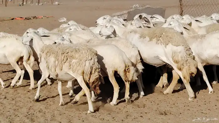 غنم حريه صنف جروم دفيع مفاصيل 30 رأس للبيع 10