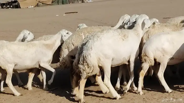 غنم حريه صنف جروم دفيع مفاصيل 30 رأس للبيع 27