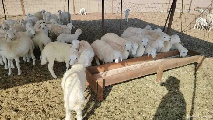 ضان خلفات حريات 47 تحتها 43 1