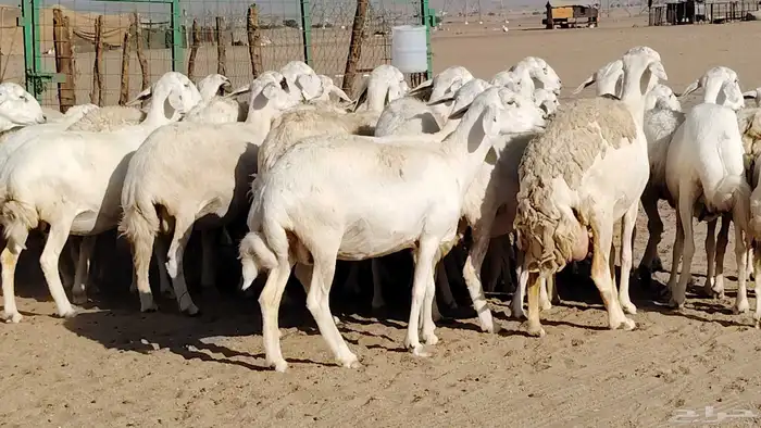 غنم حريه صنف جروم دفيع مفاصيل 30 رأس للبيع 29