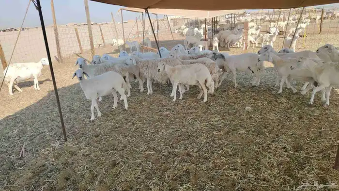 ضان خلفات حريات 47 تحتها 43 0