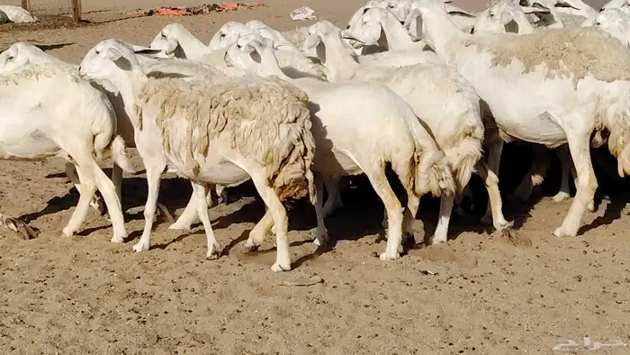 غنم حريه صنف جروم دفيع مفاصيل 30 رأس للبيع 22
