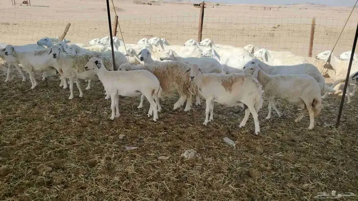 ضان خلفات حريات 47 تحتها 43 4