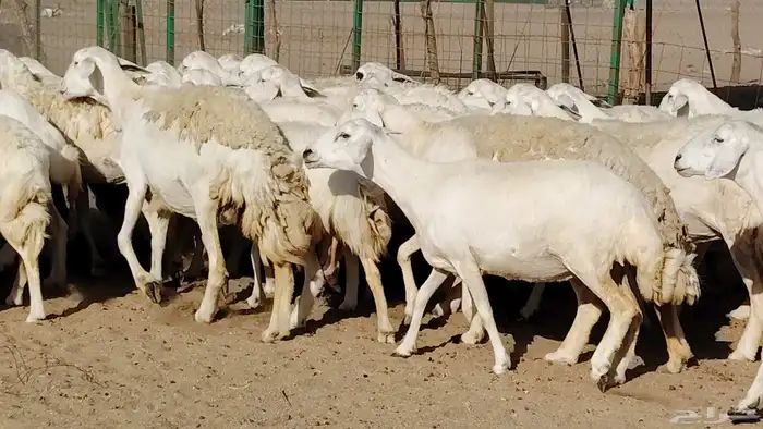 غنم حريه صنف جروم دفيع مفاصيل 30 رأس للبيع 20