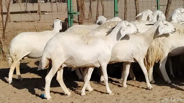 غنم حريه صنف جروم دفيع مفاصيل 30 رأس للبيع 25