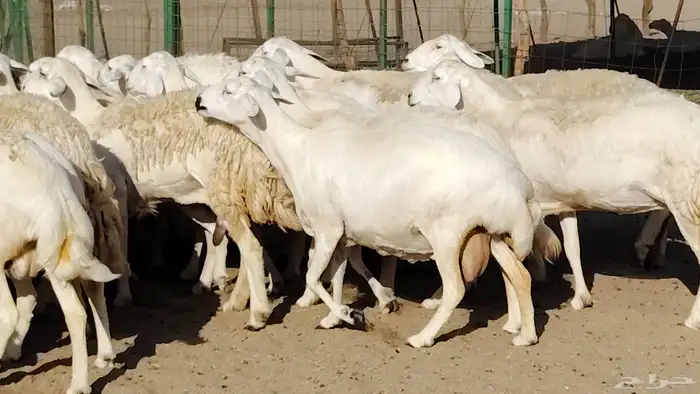 غنم حريه صنف جروم دفيع مفاصيل 30 رأس للبيع 5