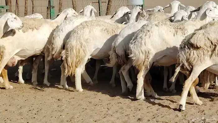 غنم حريه صنف جروم دفيع مفاصيل 30 رأس للبيع 7