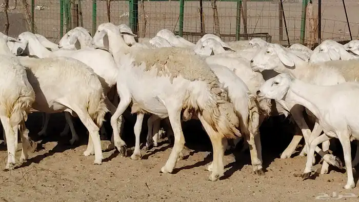 غنم حريه صنف جروم دفيع مفاصيل 30 رأس للبيع 13