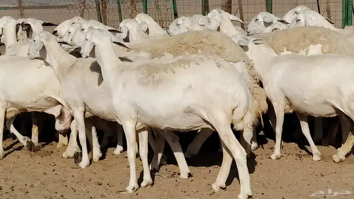 غنم حريه صنف جروم دفيع مفاصيل 30 رأس للبيع 11