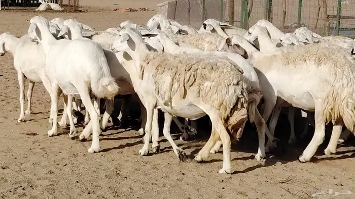 غنم حريه صنف جروم دفيع مفاصيل 30 رأس للبيع 4