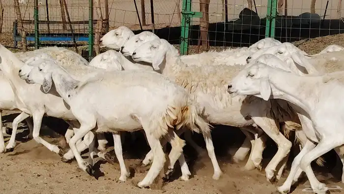 غنم حريه صنف جروم دفيع مفاصيل 30 رأس للبيع 19