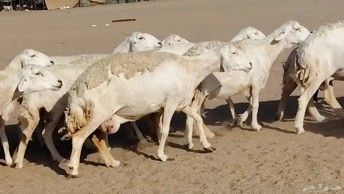 غنم حريه صنف جروم دفيع مفاصيل 30 رأس للبيع 0