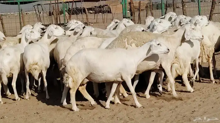 غنم حريه صنف جروم دفيع مفاصيل 30 رأس للبيع 18