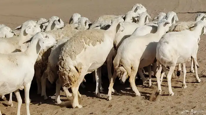 غنم حريه صنف جروم دفيع مفاصيل 30 رأس للبيع 14
