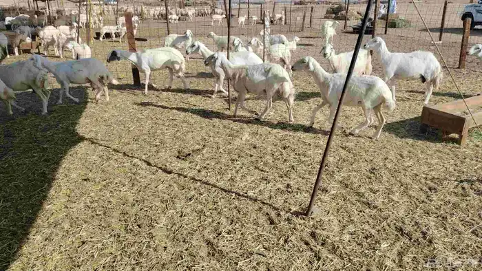 ضان خلفات حريات 47 تحتها 43 6