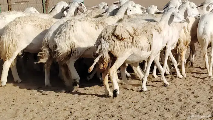 غنم حريه صنف جروم دفيع مفاصيل 30 رأس للبيع 8