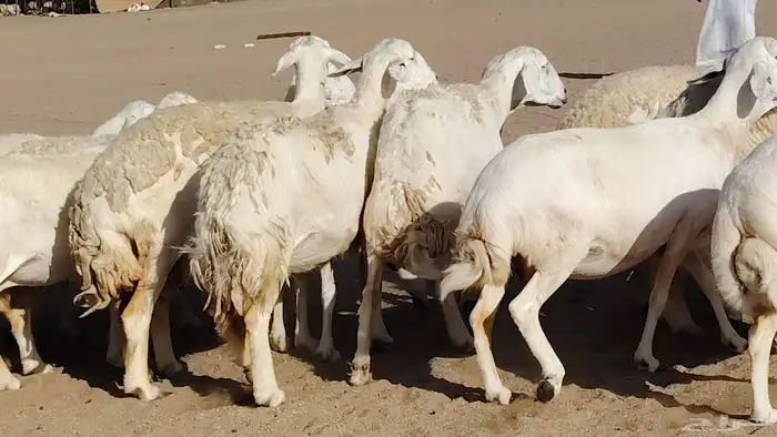غنم حريه صنف جروم دفيع مفاصيل 30 رأس للبيع 1