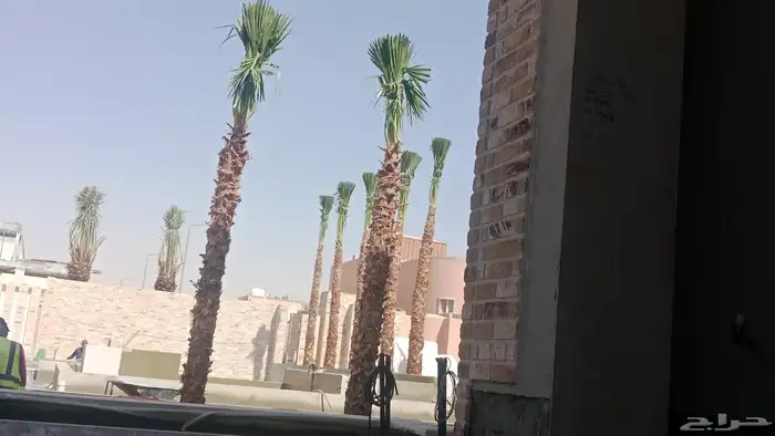 نخل زينه درجه اولى 5