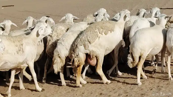 غنم حريه صنف جروم دفيع مفاصيل 30 رأس للبيع 6