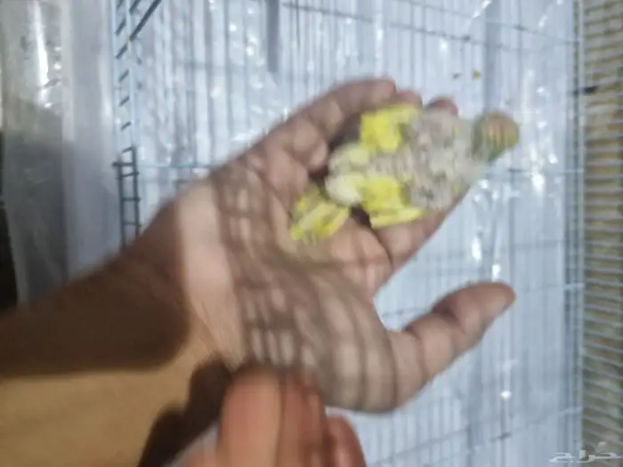 جوز هوقو منتج 5