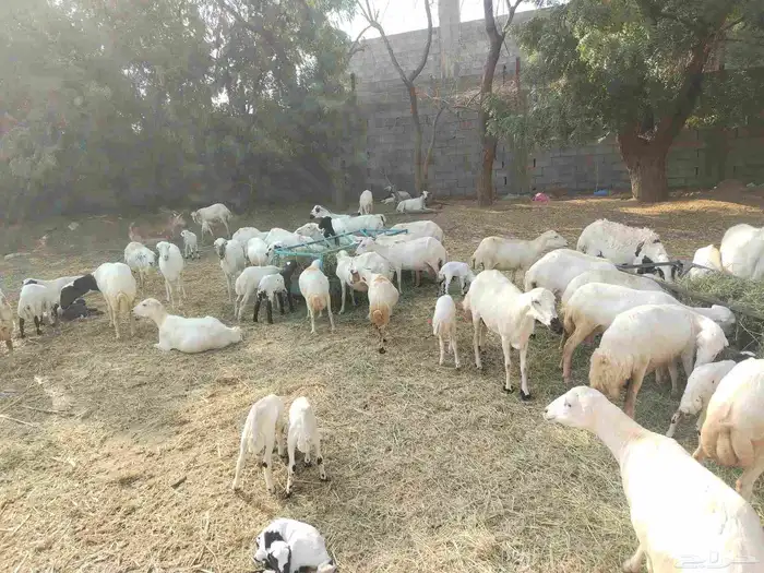 ضان رفيدي بلدي العدد 53 تحتها 21 1