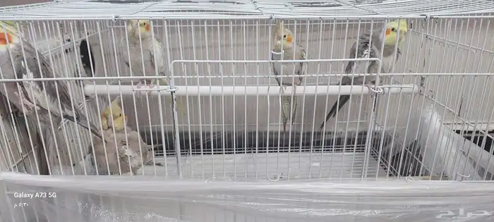 للبيع كروان ذكر حبة واحدة 1