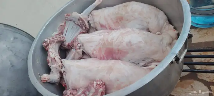 طباخ متنقل داخل وخارج الرياض جريش قرصان ايدمات قهوجي وصباب 0