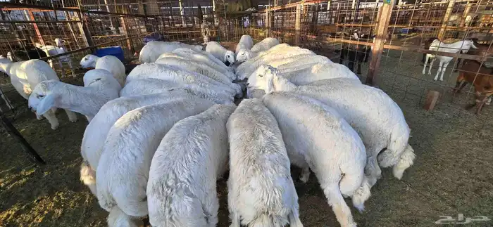 طليان حري جبرة ب 1550 وزن 20 كجم او اكثر شامل التوصيل 6