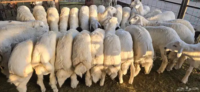 طليان حري جبرة ب 1550 وزن 20 كجم او اكثر شامل التوصيل 0