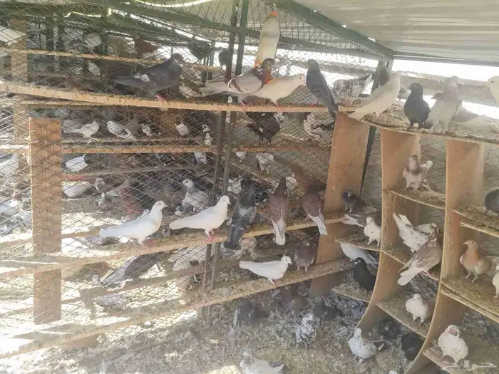 حمام بلدي 30 زوج سعر الجوز 20 ريال الموقع الخرج اليمامه 1