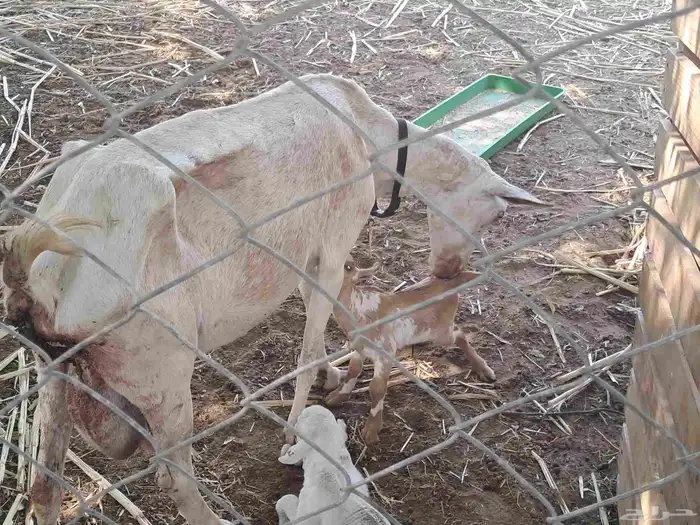 عنزتين متاومة .. و تسعة بهم 7