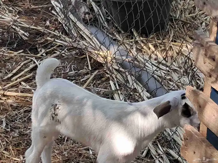 عنزتين متاومة .. و تسعة بهم 1