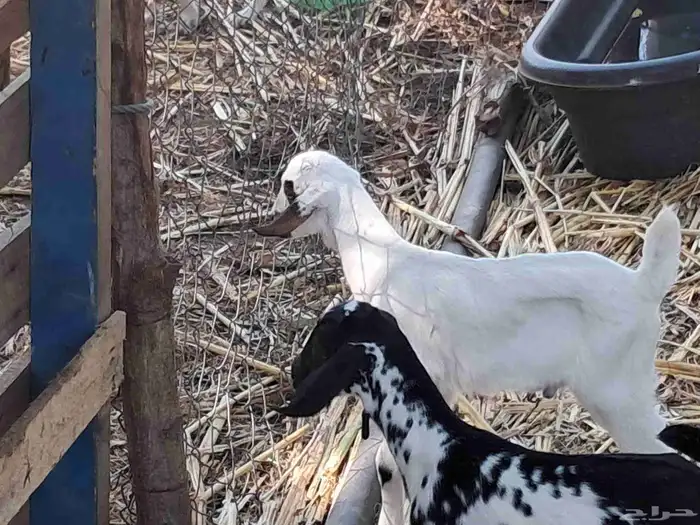 عنزتين متاومة .. و تسعة بهم 4