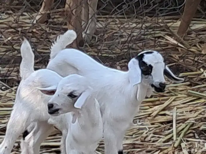 عنزتين متاومة .. و تسعة بهم 0