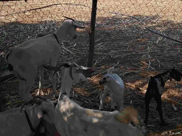 عنزتين متاومة .. و تسعة بهم 2