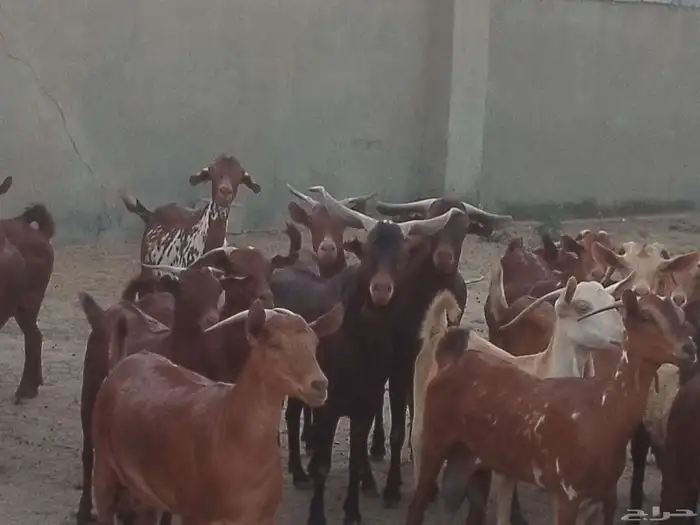 ماعز دهم محيليات صنف فاخر 4