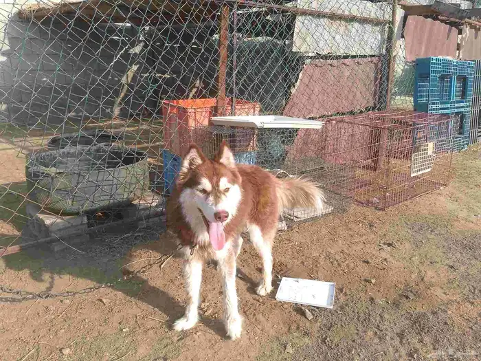 كلب هاسكي بيور 3