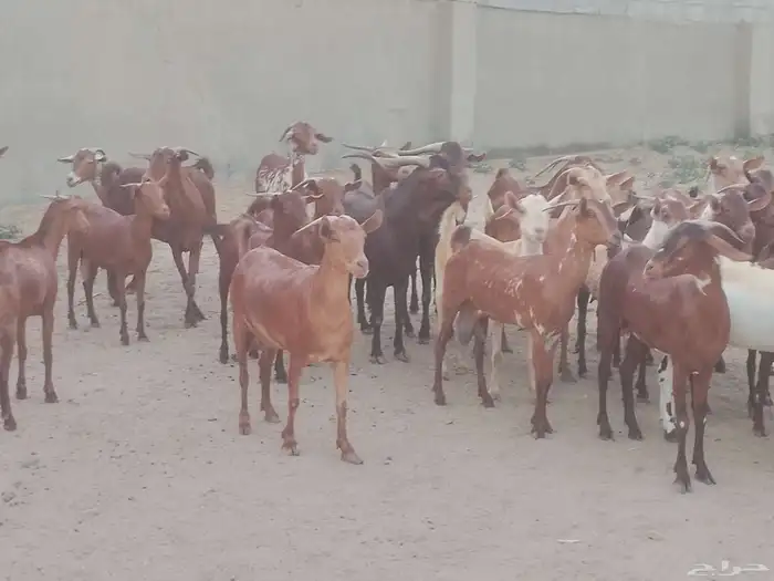 ماعز دهم محيليات صنف فاخر 2