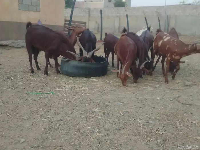 ماعز دهم محيليات صنف فاخر 16